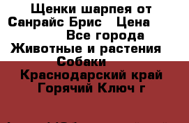 Щенки шарпея от Санрайс Брис › Цена ­ 30 000 - Все города Животные и растения » Собаки   . Краснодарский край,Горячий Ключ г.